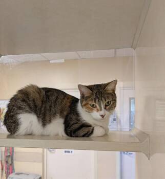 Rescue Domestic Short Hair Cats for Adoption in Frisco, Colorado - MAGGIE | PetCurious