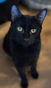Domestic Short Hair Cats Available for Adoption - Leo ( Friendly & Fun ) | PetCurious