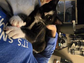 Rescue Domestic Short Hair Cats for Adoption in Ripley, Tennessee - Bob | PetCurious