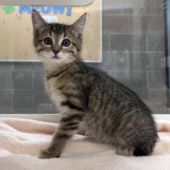 Aggie -  Domestic Medium Hair Cat for Adoption in Cheyenne, Wyoming - Aggie | PetCurious