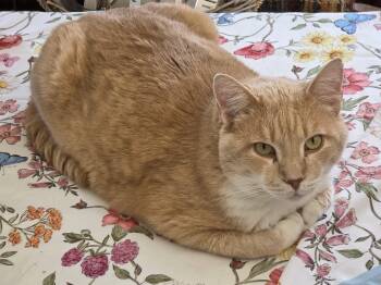 Eddie -  Domestic Short Hair Cat for Adoption in Calgary, Alberta - Eddie | PetCurious
