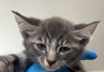 Domestic Short Hair Cats Available for Adoption in Long Beach, California - ROWAN | PetCurious