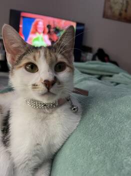 Chappell -  Calico and Domestic Short Hair Cat for Adoption in Dallas, Texas - Chappell | PetCurious