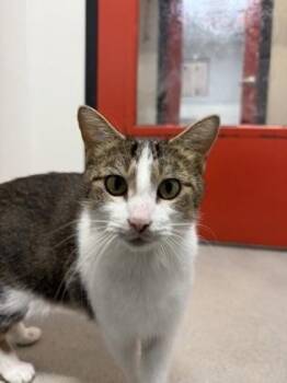 Domestic Short Hair Cats Available for Adoption in West Chester, Pennsylvania - Misou | PetCurious