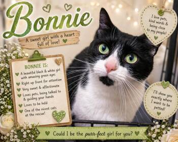 Domestic Short Hair Cats Available for Adoption in Greenville, Delaware - Bonnie (FCID# 04/16/2026 - 62 Trainer) | PetCurious