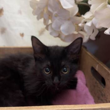 Ringo -  Domestic Long Hair and Siamese Cat for Adoption in Newberg, Oregon - Ringo | PetCurious