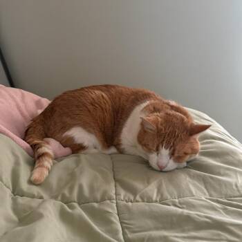 Domestic Medium Hair Cats Available for Adoption in Murray, Utah - Kyra | PetCurious