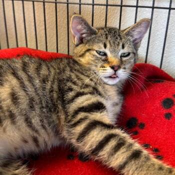 Sally -  Domestic Short Hair Cat for Adoption in Saginaw, Michigan - Sally | PetCurious
