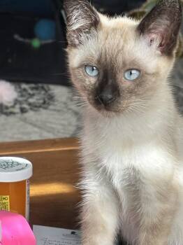 Rowen -  Siamese Cat for Adoption in Vancouver, Washington - Rowen | PetCurious