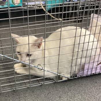 Blue -  Domestic Short Hair Cat for Adoption in Montgomery, Alabama - Blue | PetCurious