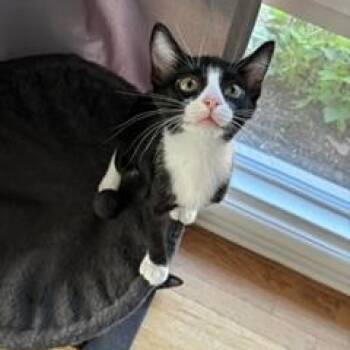 Figaro -  Domestic Short Hair Cat for Adoption in Denver, Colorado - Figaro | PetCurious