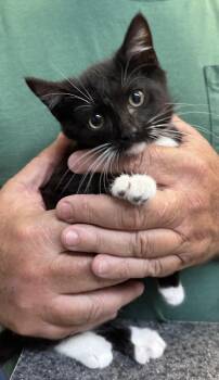 Carlton -  Domestic Short Hair Cat for Adoption in Dyersburg, Tennessee - Carlton | PetCurious