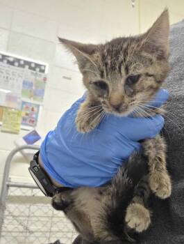 Jill -  Domestic Short Hair Cat for Adoption in Fruit Heights, Utah - Jill | PetCurious