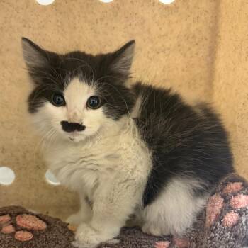 Wade Garrett -  Domestic Medium Hair Cat for Adoption in Reno, Nevada - Wade Garrett | PetCurious