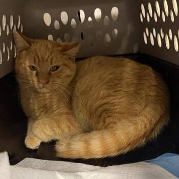 Domestic Short Hair Cats Available for Adoption - Bearnaise | PetCurious