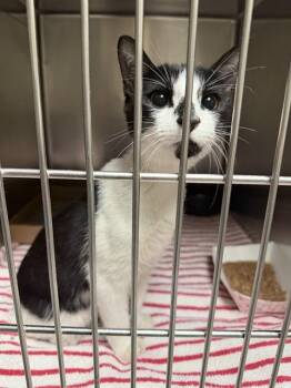 A187123 -  Domestic Short Hair Cat for Adoption in Pasadena, Texas - A187123 | PetCurious