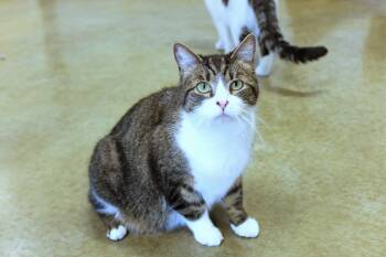 Domestic Short Hair Cats Available for Adoption in Urbana, Ohio - Jackson | PetCurious