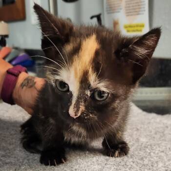 Daphne -  Domestic Short Hair Cat for Adoption in Brighton, Missouri - Daphne | PetCurious