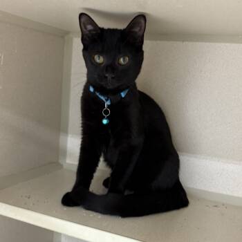 Rescue Domestic Short Hair Cats for Adoption in Grinnell, Iowa - Thropp | PetCurious