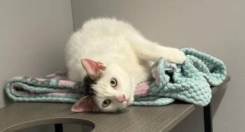 Domestic Short Hair Cats Available for Adoption in Hudson, New Hampshire - Simon | PetCurious