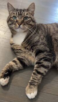 Millie -  Domestic Short Hair Cat for Adoption in Oakland, California - Millie | PetCurious