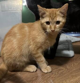 Rescue Domestic Short Hair Cats for Adoption in Mokena, Illinois - Sunny | PetCurious