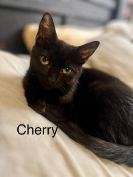 Cherry -  Domestic Short Hair Cat for Adoption in Plumerville, Arkansas - Cherry | PetCurious