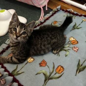 Bobby -  Domestic Short Hair Cat for Adoption in Warrington, Pennsylvania - Bobby | PetCurious