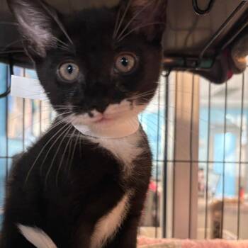 Rune -  Domestic Short Hair Cat for Adoption in Chesapeake, Virginia - Rune | PetCurious