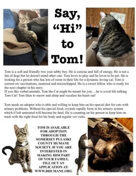 Tom -  Tabby Cat Available for Adoption in Somerset, Kentucky - Tom | PetCurious