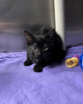 Lilsimsie (with Duckdan) -  Domestic Short Hair Cat for Adoption in Richmond, Virginia - Lilsimsie (with Duckdan) | PetCurious