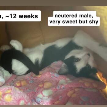 Fish -  Domestic Short Hair Cat for Adoption in Washington, District Of Columbia - Fish | PetCurious