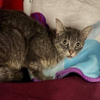 Julian -  Domestic Short Hair Cat for Adoption in Grand Rapids, Michigan - Julian | PetCurious