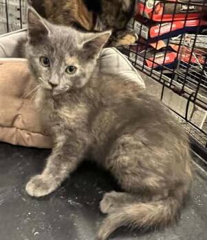 Rescue Domestic Medium Hair Cats for Adoption in Pryor, Oklahoma - Violet | PetCurious