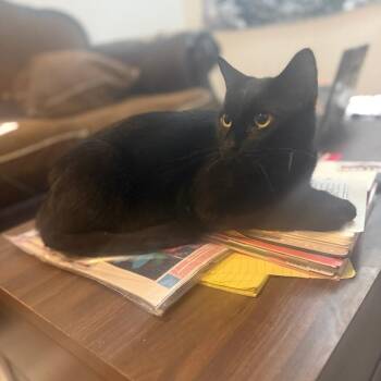 Gigi -  Domestic Short Hair Cat for Adoption in Columbus, Georgia - Gigi | PetCurious