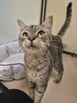 Helga -  Domestic Short Hair Cat for Adoption in Schertz, Texas - Helga | PetCurious