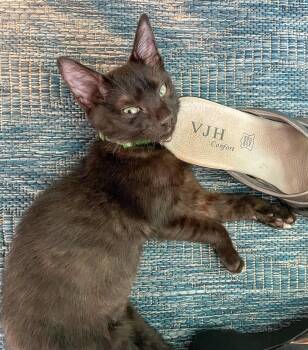 Kon -  Domestic Short Hair Cat for Adoption in Pompano Beach, Florida - Kon | PetCurious