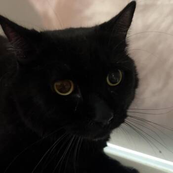 Lowkey -  Domestic Medium Hair Cat for Adoption in Reno, Nevada - Lowkey | PetCurious