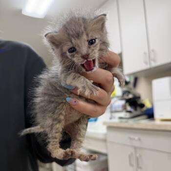 Clancy -  Domestic Short Hair Cat for Adoption - Clancy | PetCurious