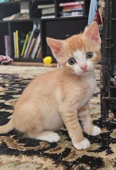 Domestic Short Hair Cats Available for Adoption in Fort Walton Beach, Florida - CHARLESTON CHEW | PetCurious