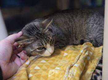 Mary -  Domestic Short Hair Cat for Adoption in Westland, Michigan - Mary | PetCurious
