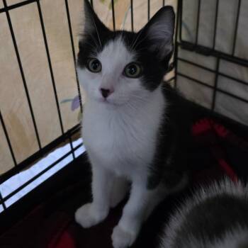 JAFAR -  Domestic Short Hair Cat Available for Adoption in Kyle, Texas - JAFAR | PetCurious