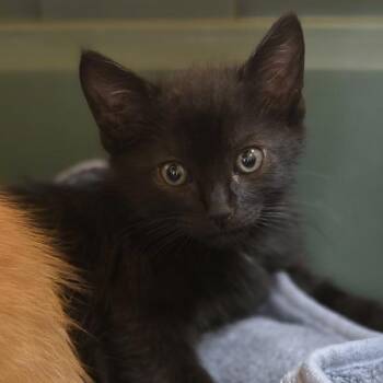 Pugsley -  Domestic Short Hair Cat for Adoption in Oakland, California - Pugsley | PetCurious
