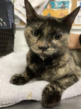 Domestic Short Hair Cats Available for Adoption in Camarillo, California - A880153 | PetCurious