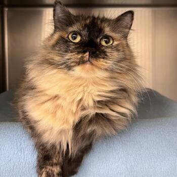 Sunny -  Domestic Long Hair Cat for Adoption in Brockton, Massachusetts - Sunny | PetCurious