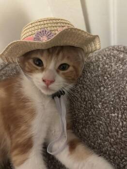Paprika -  Domestic Short Hair Cat for Adoption in Davis, California - Paprika | PetCurious