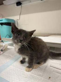 CARDI -  Domestic Short Hair Cat for Adoption in Baytown, Texas - CARDI | PetCurious