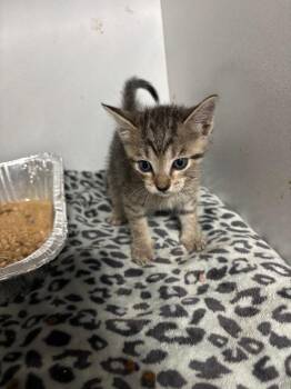 Domestic Short Hair Cats Available for Adoption in Sorrento, Louisiana - 26-0360C | PetCurious