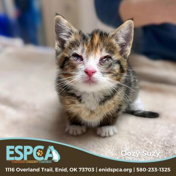 Oozy Suzy -  Domestic Short Hair Cat Available for Adoption in Enid, Oklahoma - Oozy Suzy | PetCurious
