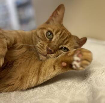 Plumette - loves belly rubs -  Domestic Short Hair Cat for Adoption in Austin, Texas - Plumette - Loves Belly Rubs | PetCurious